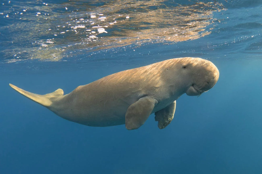 Dilemme du dugong : les géants marins de la Thaïlande face au risque d'extinction.